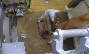 Extrait de la vidéo publiée par L214 dénonçant l'abattoir du Vigan (Gard).
