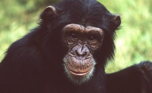 Chimpanzé de la région de l'Afrique de l'Est.