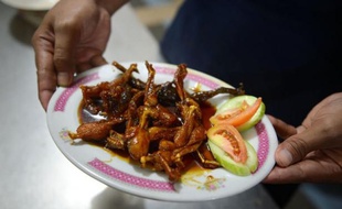 "Bismillah!" (Au nom d'Allah), lance la vendeuse en tranchant d'un coup sec la tête de la grenouille. Attrapé dans les marais infestés de moustiques d'Indonésie, l'animal finira sur une table à nappe blanche d'une brasserie chic parisienne.