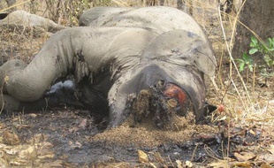 Un cadavre d'éléphant, au Cameroun, le 23 février 2012.