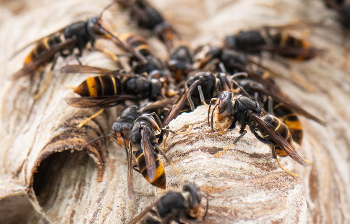 Cet apiculteur utilise les frelons asiatiques comme cheval de Troie pour détruire leur nid