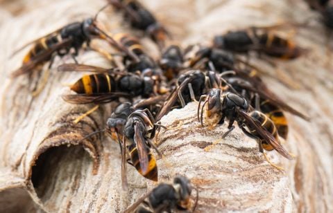 Cet apiculteur utilise les frelons asiatiques comme cheval de Troie
