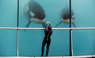 Une employée entraîne des orques au Marineland d'Antibes, le 17 mars 2016
