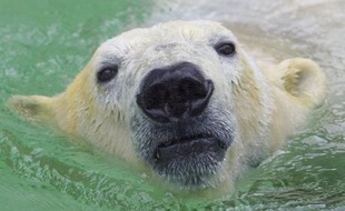 Ours polaire