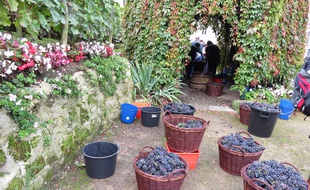 Paris, le 24 septembre 2014, les agents de la Mairie de Paris, les bénévoles, voisins et élus participent aux vendanges des vignes de Montmartre avant la fête des vendanges.