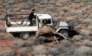 Des fermiers d'Alice Springs, dans le centre de l'Australie, chassent le dromadaire.