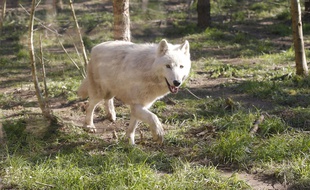 Un loup (illustration).