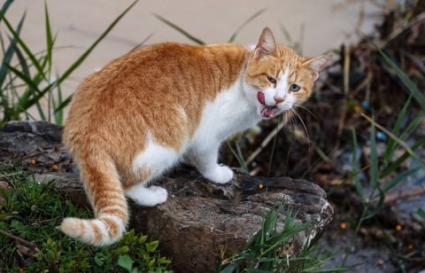 Il réclame 2.000 euros à sa voisine qu’il accuse de laisser divaguer son chat