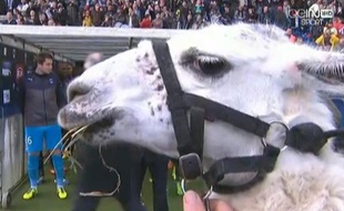 Capture d'écran de Serge le lama, présent au stade Chaban-Delmas, le dimanche 10 novembre 2013.