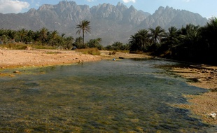 Ile de Socotra, au Yémen, en 2008.
