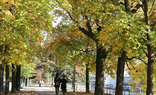 La mairie de Paris lance une étude pendant trois ans, qui consistera à identifier les espèces d'arbres les plus robustes face à la sécheresse et aux fortes chaleurs, en lien avec le réchauffement climatique.