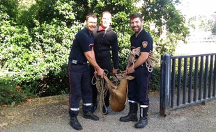Les sapeurs pompiers de Toulouse ont sauvé un chevreuil mardi matin de la noyade, dans le Canal du Midi.