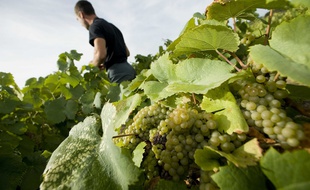 Vendanges dans les vignes du muscadet.
