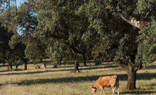 Bien combiné avec des cultures et/ou des animaux, sur une même parcelle, l’arbre peut apporter de nombreux bienfaits.