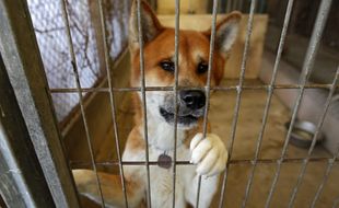 Un chien recueilli dans un refuge de la Ligue protectrice des animaux, à Roubaix.