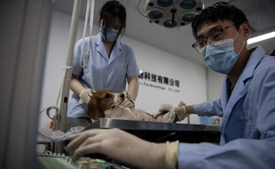 Un chien dans un laboratoire lors d'un test scientifique en Chine en septembre 2019.