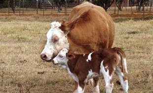 Gloria, le premier veau né d’une vache clonée (Vitoria), au Brésil en 2004. En décembre 2006, la FDA américaine a assuré que consommer de la viande ou du lait d’animaux clonés était sans danger.