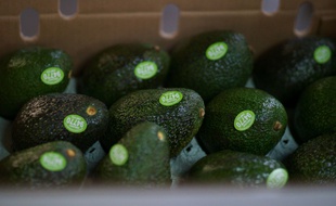 De nombreux cas de mutilation de la main après avoir tenté de couper un avocat ont été identifié.
