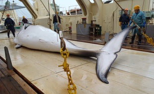Une baleine pêchée dans l'océan Antarctique, sur une photo publiée le 18 novembre 2014.