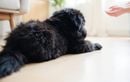 Comment un chien retrouve-t-il ses proches après une longue séparation ? Nos conseils pour renforcer ce lien unique