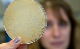 A l'INRA de Marseille, une scientifique observe un exemplaire de champignon microscopique originaire d'Afrique (Tramestes cingulata), le 13 février 2014. Les enzymes de ce champignon sont étudiés en vue de la production de biocarburants de 2e génération of . of African origin whose enzymes are studied in particular for the production of second generation biofuels future.gine africaine dont les enzymes sont étudiés notamment pour la fabrication des futurs biocarburants de seconde génération. AFP PHOTO / BORIS HORVAT