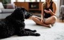 Peut-on vraiment communiquer avec son chien par la voix ? Ce que révèlent les dernières recherches sur la façon dont il perçoit vos intonations