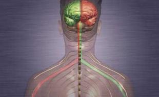 Les scientifiques l'avait déjà démontré: le cerveau est régit par des phénomènes micro-électriques.