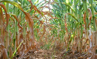 Certains plants de maïs n'ont pas de grains à cause de la sécheresse