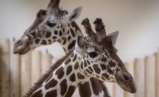 Des girafes d'un zoo en République tchèque, le 13 décembre 2019 (image d'illustration).