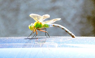 Les surfaces artificielles lisses et sombres des carrosseries polarisent la lumière solaire et apparaissent comme autant de plans d’eau aux yeux des libellules