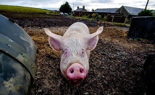 Un cochon dans une ferme en Ecosse, le 23 novembre 2013.