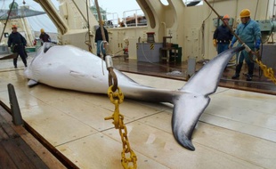 Une baleine sur le pont d'un bateau japonais de recherches, le 18 novembre 2014 dans l'Antarctique