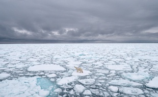 Illustration: Un ours polaire dans le Svalbard, en Norvège, en 2018.