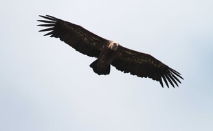 Un vautour fauve dans le ciel du Parc national des Cévennes.
