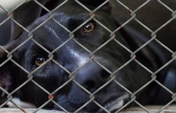 Les gérants d’une pension canine interpellés après la mort de 21 chiens