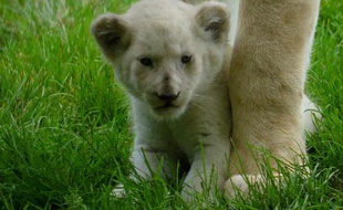 Le lionceau blanc né au zoo de Bordeaux le 1er juillet 2012