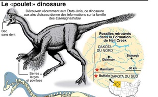 Données et description d'Anzu Wyliei, dinosaure à plumes aux allures de poulet géant qui vivait en Amérique du Nord il y a 66 millions d'années.