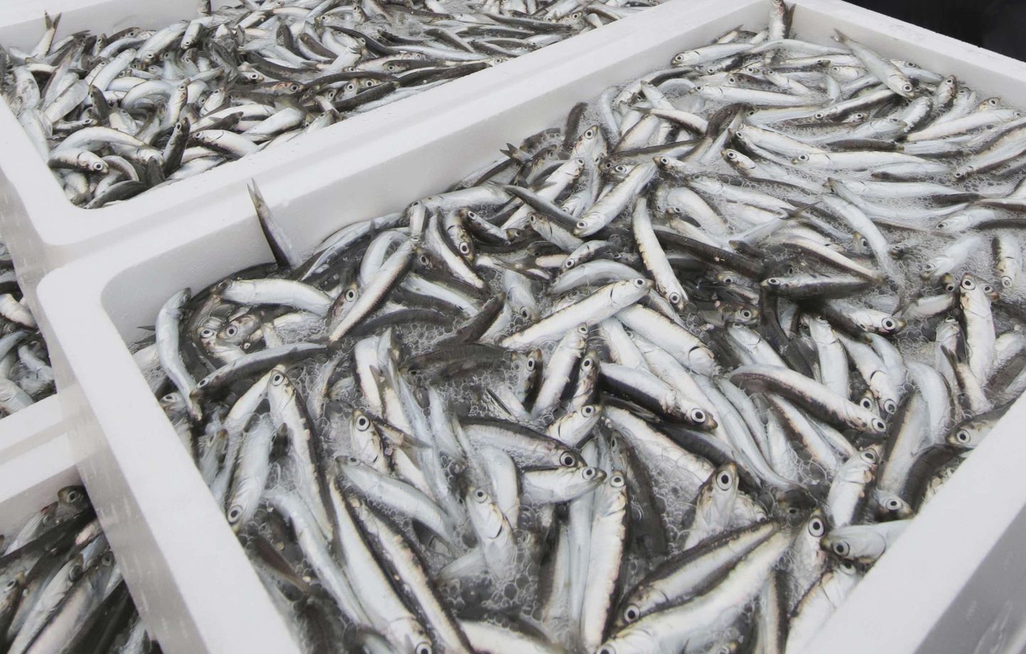 Attention à l’infection si vous mangez du poisson cru ou juste mariné