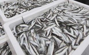Si vous voulez consommer du anchois mariné, mieux vaut congeler le poisson avant.
