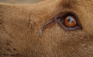 Un chien triste. Illustration.