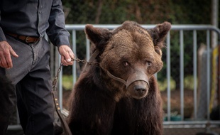L'ours Micha lors de son dernier spectacle, dans le Pas-de-Calais.