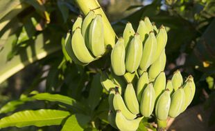 Les régimes de bananes vertes mûrissent dans des salles à la température et à la ventilation spécifiques.