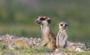 Les suricates vivent dans le sud-ouest de l'Afrique