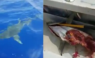 VIDEO. Un requin dévore sous leurs yeux le thon qu'ils viennent de pêcher