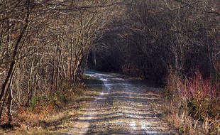 Aïssa Z. est soupçonné de 34 faits d'abus sexuels commis dans la forêt de Sénart entre 1995 et 2000 (photo d'illustration)