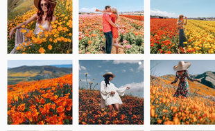 Des photos de champs de coquelicots à Lake Elsinor postées sur Instagram.