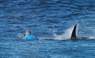 L'Australien Mick Fanning a été attaqué alors qu'il allait prendre une vague.
