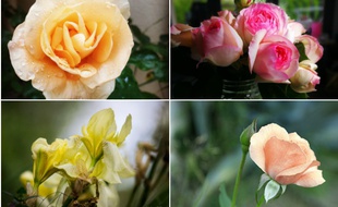 C'est le bouquet. Une cueillette variée envoyée par nos internautes.