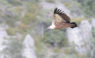 Un vautour fauve