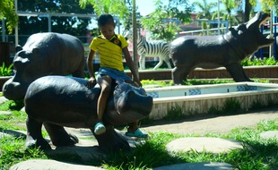 Des répliques d'hippopotames ornent même l'entrée d'un restaurant et l'aire de jeux du square à Doradal, en Colombie, où le baron de la drogue Pablo Escobar avait bâti sa luxueuse hacienda et ouvert un zoo privé